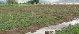 Bingöl'de bölgesel dolu yağışı sebze fidelerine zarar verdi