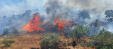 Bingöl'ün 2 ilçesinde orman yangını çıktı: Ekipler seferber oldu