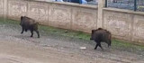 Diyarbakır'da mezarlıkta yaban domuzları görüldü