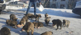 Donmak üzere olan 17 yavru köpeğe vatandaşlar sahip çıktı