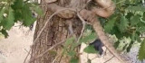 Elazığ'da 2 metrelik yılan paniği