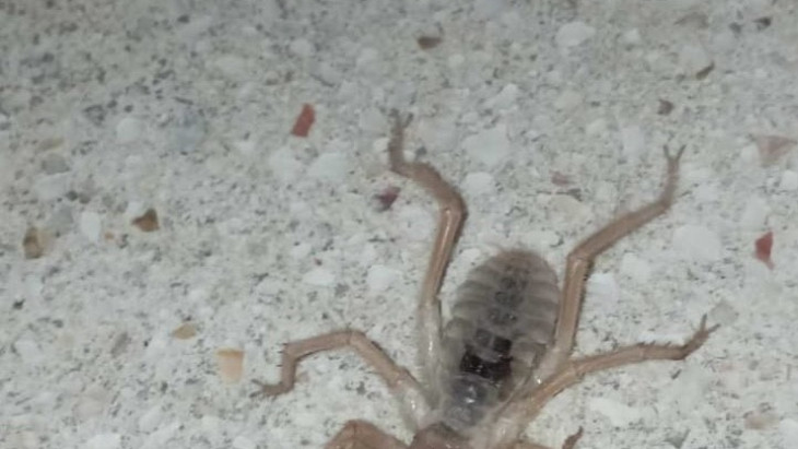 Elazığ'da zehirli etçil sarı kız örümceği görüntülendi