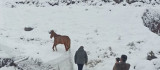 Karlıova'da ayağı kırık at tedavi altına alındı