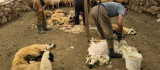 Koyunları elektrikli makine ile kırkmaya başladılar