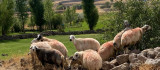 Sürüden ayrılan koyunlar vatandaş ve jandarma iş birliği ile bulundu