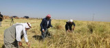 Tescilli Karacadağ pirincinin hasadına başlandı