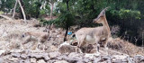 Tunceli'de dağ keçileri, evlerin yakınlarında insanlardan korkmadan geziyor
