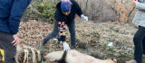 Tunceli'de köpeklerin saldırısına uğrayan yaban keçisi, tedavisi yapılarak doğaya bırakıldı