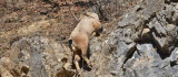 Tunceli'de koruma altındaki yaban keçisi ölü bulundu
