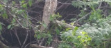 Tunceli'de kulaklı orman baykuşu fotoğraflandı