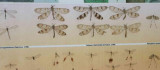 Zooloji profesöründen Suriye üzerinden Türkiye'ye 'Asya Kaplan Sivrisineği' uyarısı